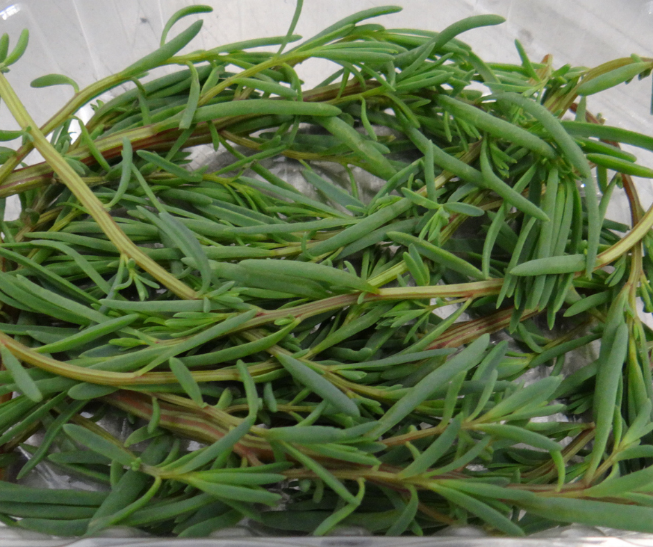 sea rosemary