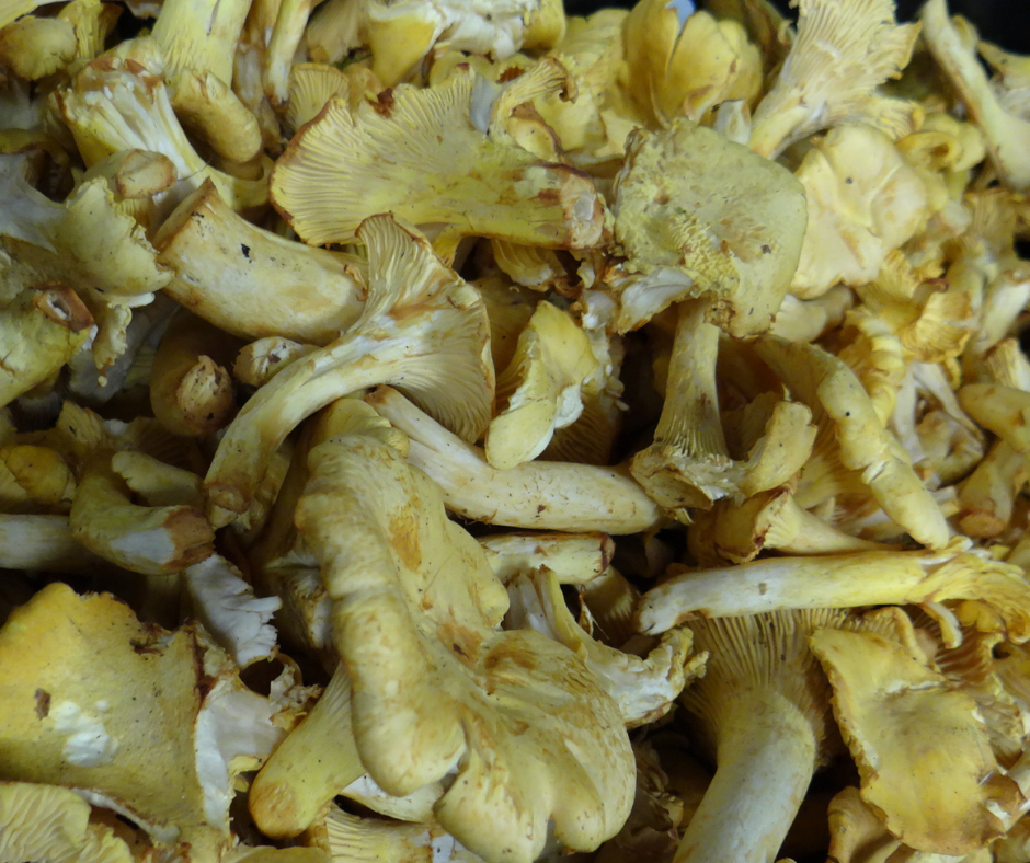 girolles