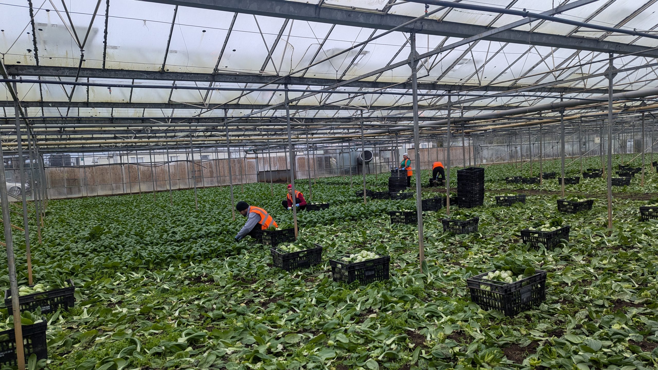 Workers picking produce at Valefresco in Evesham